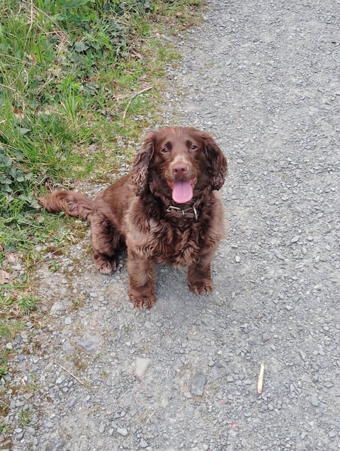 Lillie the dog with Phil Carrick helping local businesses improve Google visibility in Northern Ireland